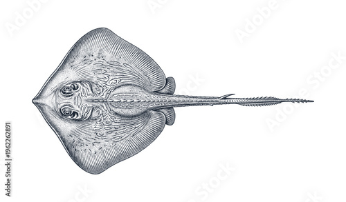 Detailed black and white etching of a ray fish with intricate patterns