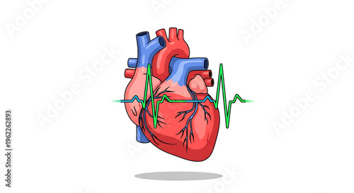 A detailed vector illustration of a human heart with an electrocardiogram line