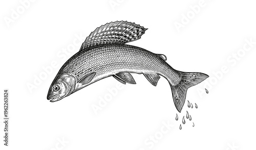 Detailed black and white engraving of jumping fish with water droplets