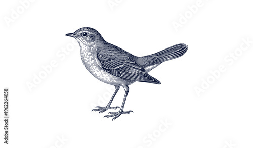 Detailed vintage illustration of a robin in profile