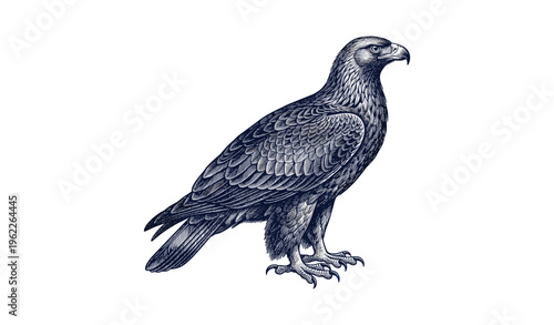 Detailed ink art of a majestic eagle with intricate feather patterns