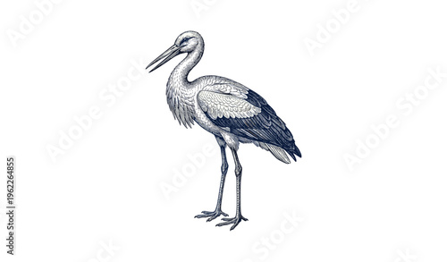 Elegant standing stork with detailed plumage on white background