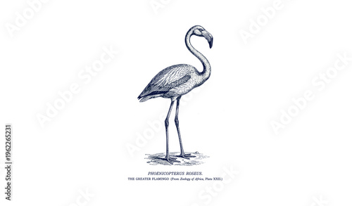 Elegant depiction of the greater flamingo standing on one leg