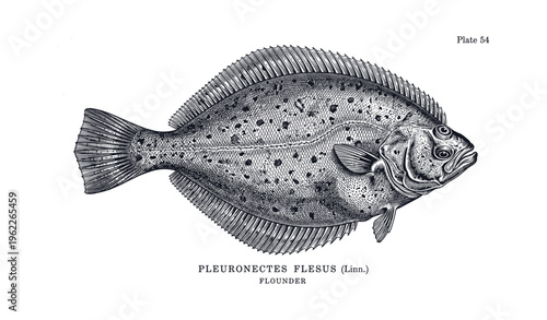 Detailed illustration of pleuronectes flesus flounder with plate 54 label