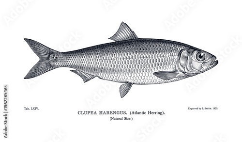 Detailed engraving of atlantic herring (clupea harengus) natural size 1838
