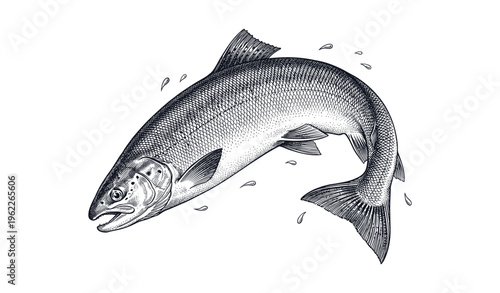 Detailed black and white salmon illustration with splashes
