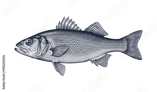 Detailed black and white illustration of a fish with scales and fins