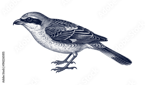 Intricate monochrome illustration of a sparrow perched on branch