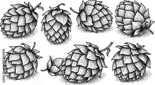 Hops Cones Collection Detailed Ink Sketch Isolated on White Background