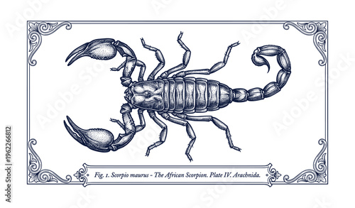 Detailed vintage illustration of african scorpion with ornate borders