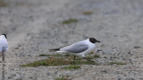 Black-headed Gull (Chroicocephalus ridibundus) catching insects. Foraging bird, walking on ground, spring day, cloudy weather, bird behavior, wildlife photography, sharp focus, predator.