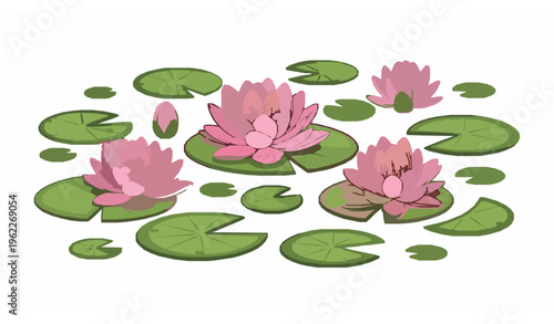 Pink water lily flowers vector illustration with lily pads floating pond floral cartoon clipart isolated on white background