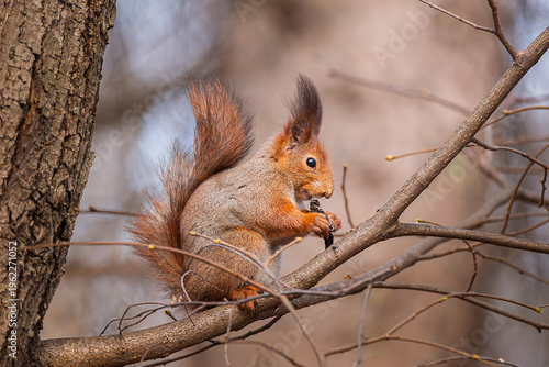 Portrait of a squirrel on a tree trunk