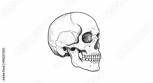 Black and white ink drawing of a human skull, profile view