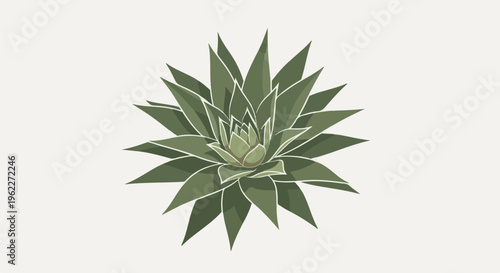 A stylized, overhead view of a green succulent plant against a pale background