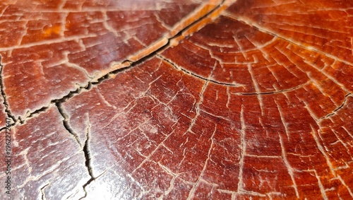 close up of a leaf