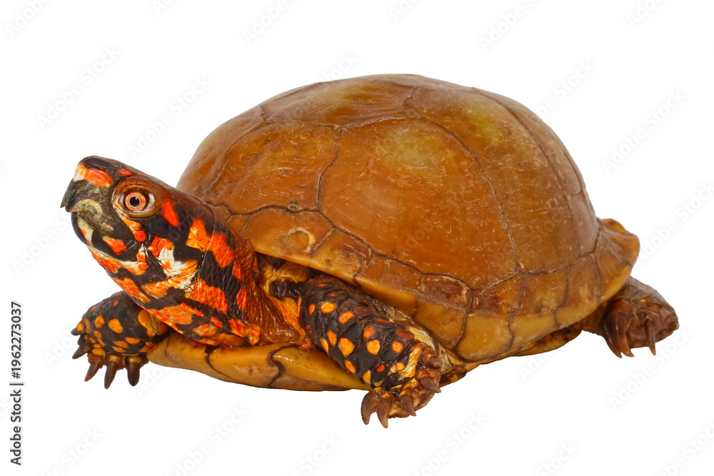Obraz premium Three toed box turtle, Terrapene triunguis, white background.