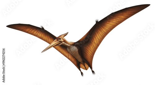 A large brown pterosaur with outstretched wings isolated on transparent background flying through the air with its long beak pointed forward