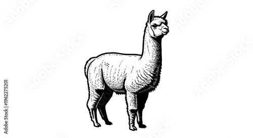 High Contrast Black and White Alpaca Full Body Pose Illustration, Minimalist Vector Art Design