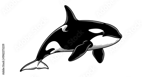 High Contrast Orca Full Body Illustration, Black and White Killer Whale Silhouette in Dynamic Pose