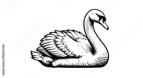 Elegant Swan Full Body Pose Illustration in High Contrast Black and White Vector Art