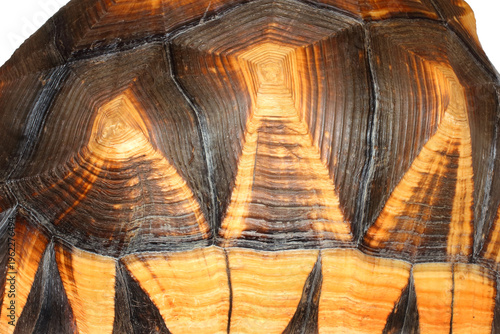 фотографія Ploughshare tortoise, Asterochelys yniphora, scutes.