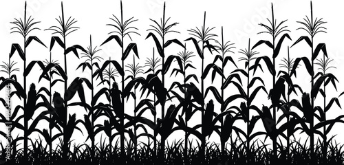 Corn field silhouettes with maize plants and grass, detailed black agricultural landscape isolated for farming design, rural themes, harvest concepts, and illustration projects