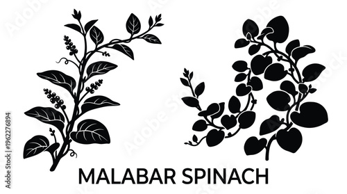Botanical illustration of malabar spinach leaves and stems black silhouette