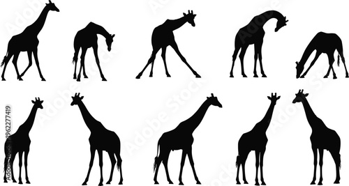 Giraffe silhouettes collection with standing, walking, and grazing poses, black animal vector set isolated on white background for wildlife, safari, and nature design