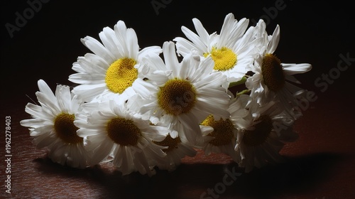 Cluster of fresh daisies with white petals and yellow centers in soft directional light.