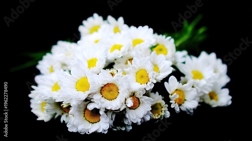 Cluster of fresh daisies with white petals and yellow centers in soft directional light.