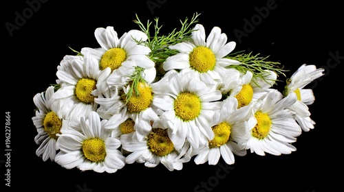 Cluster of fresh daisies with white petals and yellow centers in soft directional light.