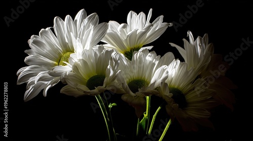 Cluster of fresh daisies with white petals and yellow centers in soft directional light.