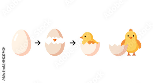 Illustration depicting the lifecycle of a chick from egg to hatching on a white background