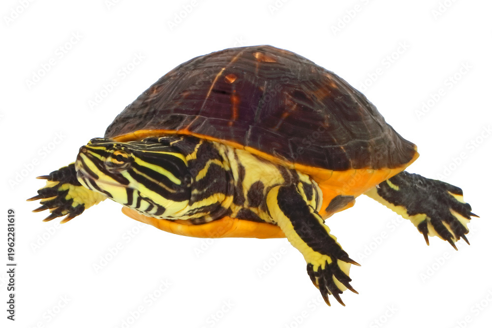 Obraz premium Florida chicken turtle, Deirochelys reticularia chrysea, white background