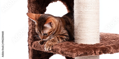 This is a cute siamese kitten resting on an indoor cat tower. It's a lovely, playful pet that looks adorably fuzzy while napping and purring away.