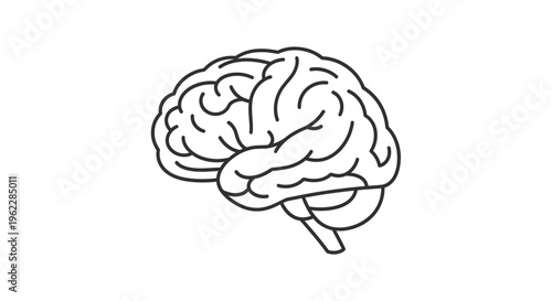 Minimalist Brain Illustration: A Line Drawing Depicting the Human Brain Anatomy