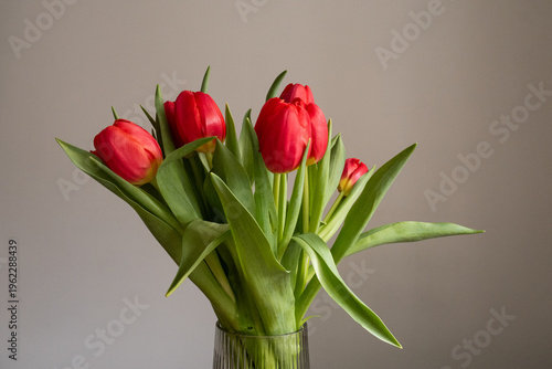 beautiful flowers tulips of different colors