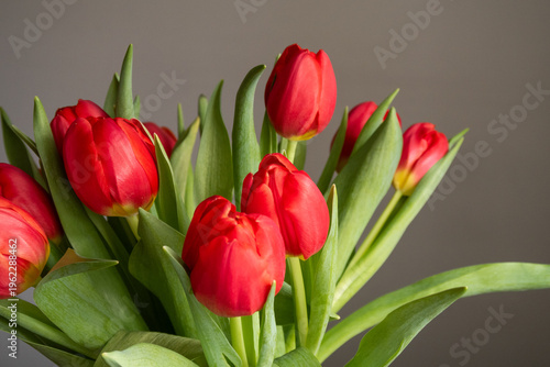 beautiful flowers tulips of different colors