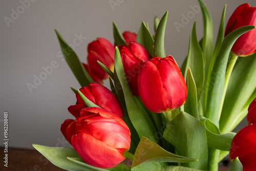 beautiful flowers tulips of different colors