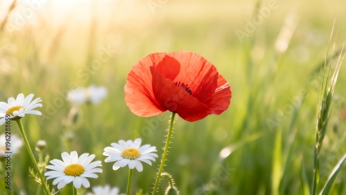 Red poppy and white daisies in field