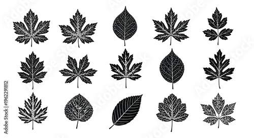 Assorted tree leaf silhouettes in solid black color showcasing different shapes and species against a plain white background.