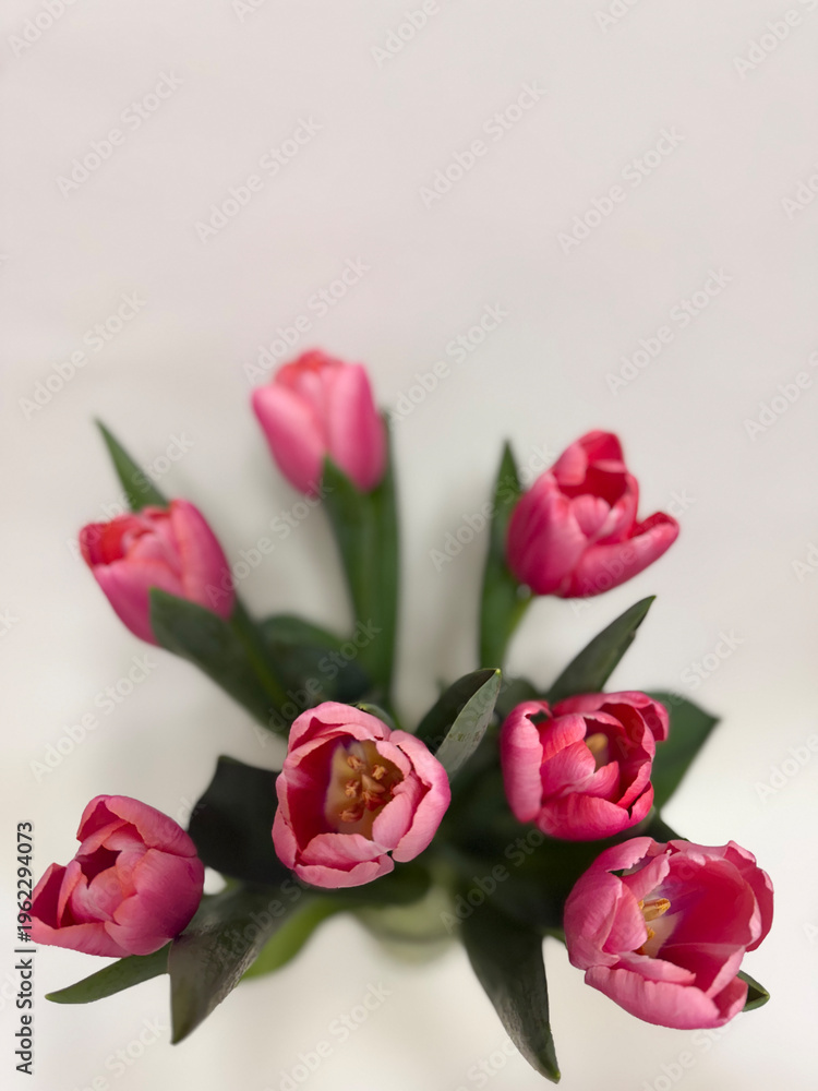 Fototapeta premium Pink tulips bouquet