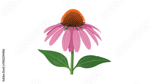 Echinacea purpurea coneflower illustration with vibrant pink petals and a detailed orange center head on a green stem with two leaves.