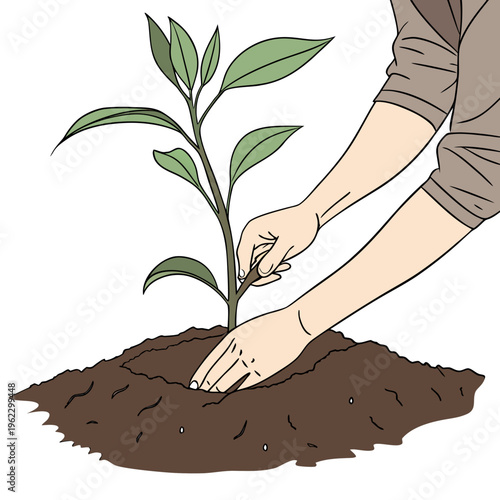 Person planting a small green plant in brown soil