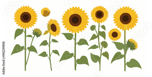 Sunflower Vector Set with Flowers Leaves and Buds in Flat Style