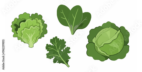Cute Cartoon Leaf Vegetables Vector Set with Fresh Salad Greens