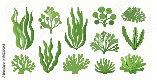 Collection of Green Algae Vector Illustration with Marine Plant Forms