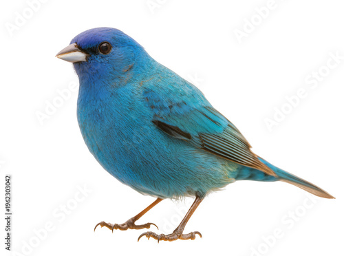 Cuadro en lienzo Isolated male indigo bunting bird, vibrant blue plumage, elegant posture, standi