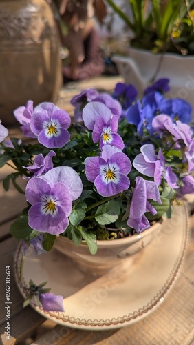 Bild auf Leinwand Charming Purple and Lilac Pansies Growing in a Vintage Ceramic Teacup